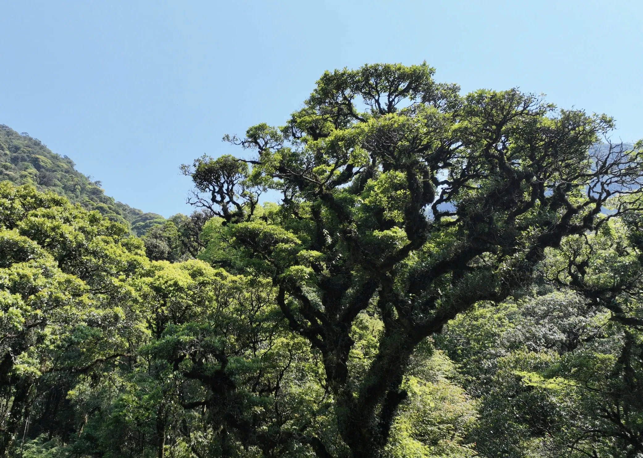 Thumbnail “Trà Cổ Thụ Việt Nam khác gì so với những loại trà khác ?”